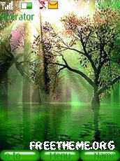 Beauty Of Forest